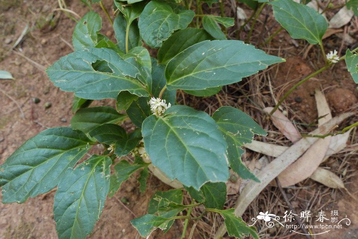 向日葵什么季节开花