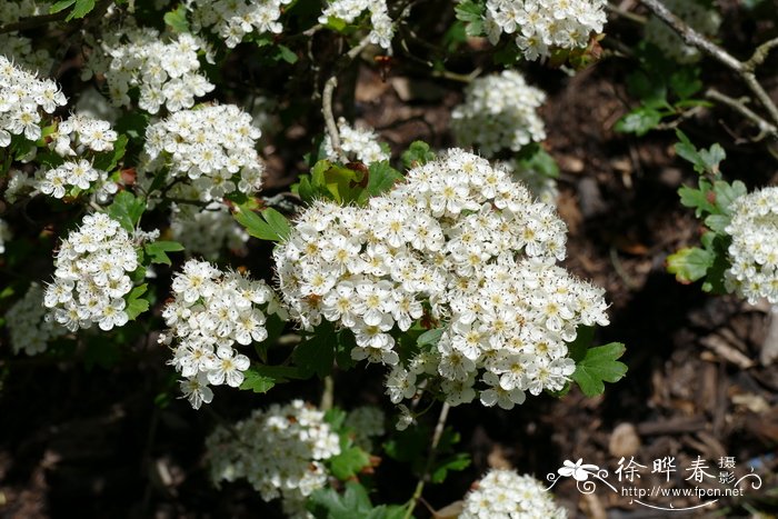 香菇与花菇