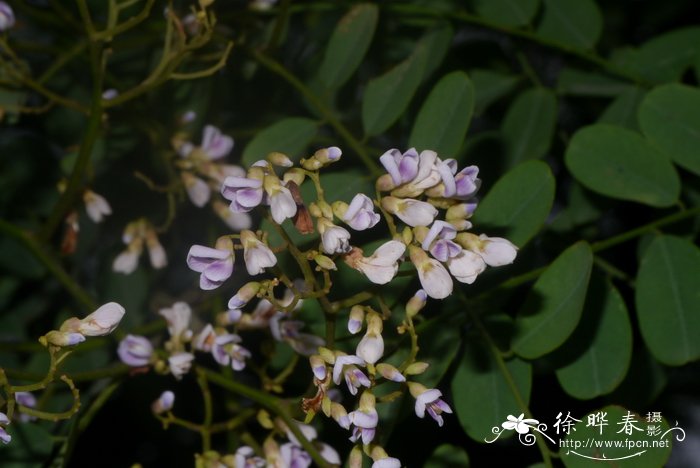 植物园里有什么植物