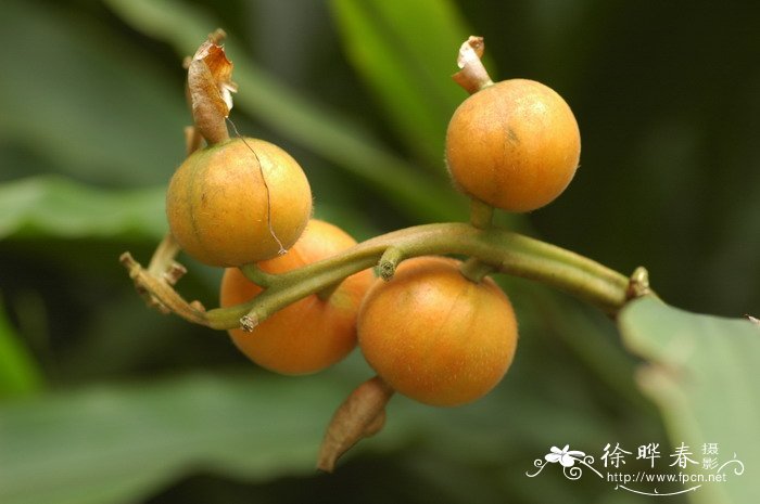 一棵芍药花价格