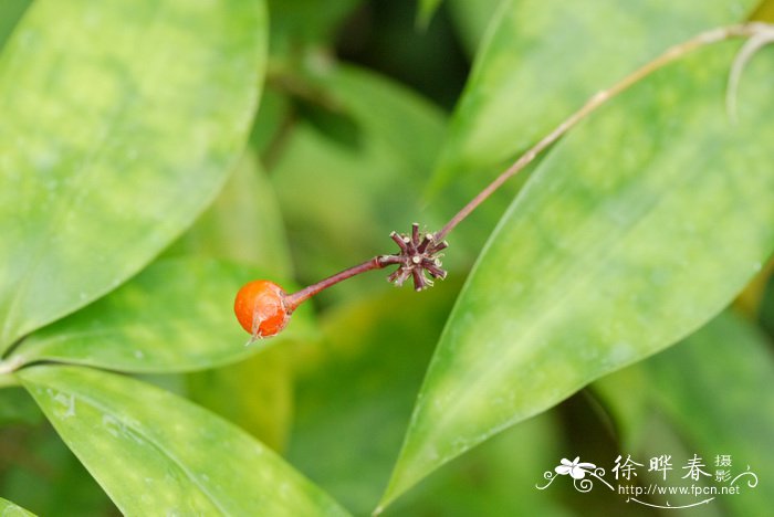 金鱼草花语寓意