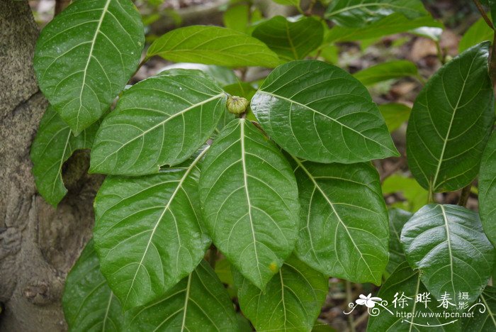 杜鹃花的象征意义