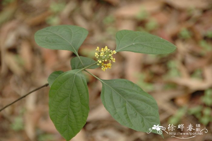 多年生牧草