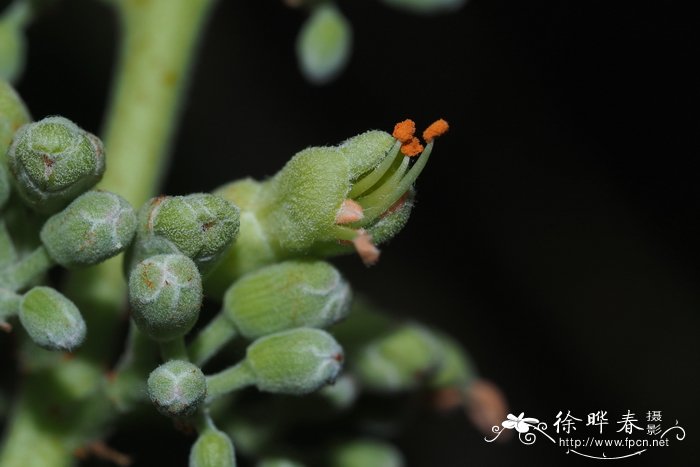 闹羊花求购