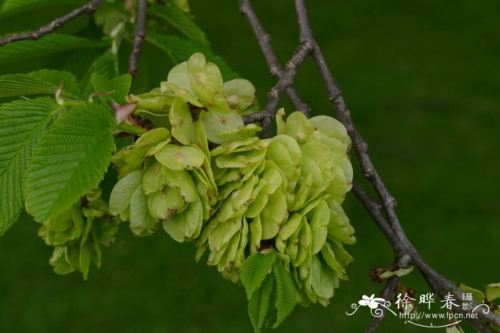 花土板结用什么解决