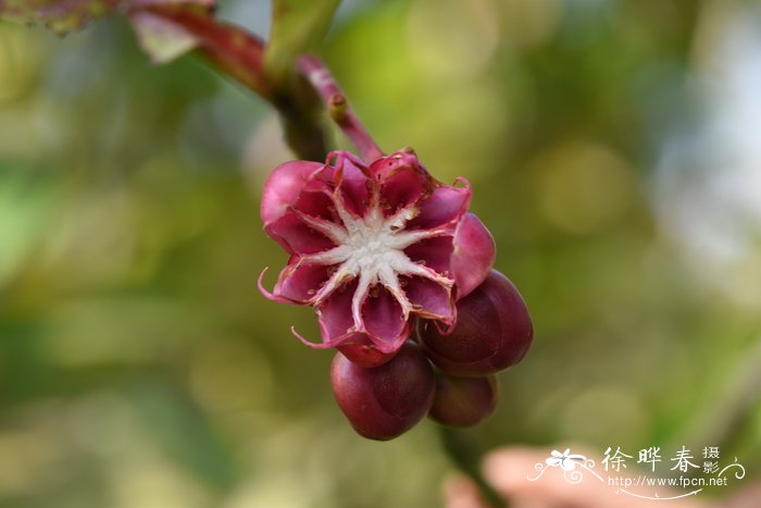 无花果树图片