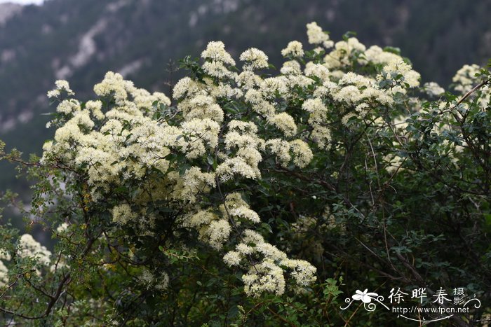 车厘子图片