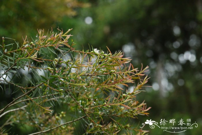 莲花掌图片大全