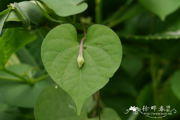 绿色康乃馨花语