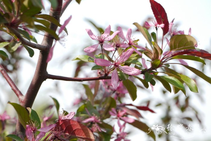 桂花开花时间