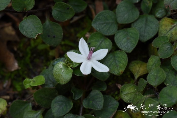 玉簪花的花语