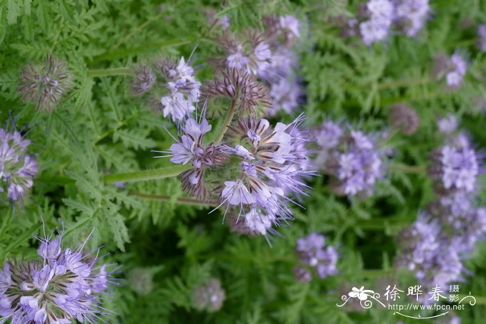 青苔和苔藓的区别图片