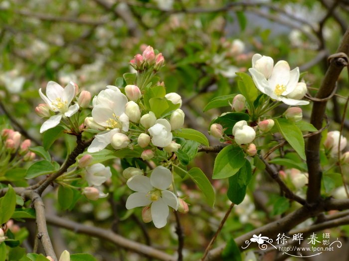 嫁接茶花