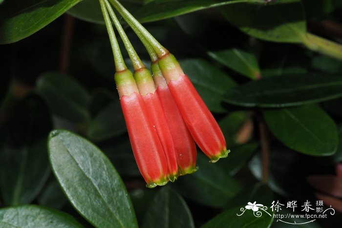 樱花树种植方法