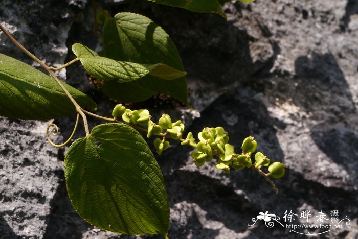 白玉兰花的花语