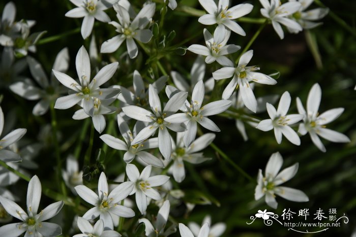 杜鹃花的图片