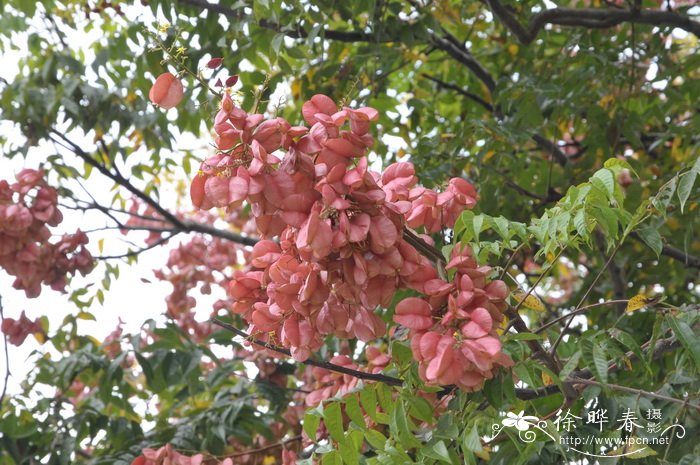 马兰花图片