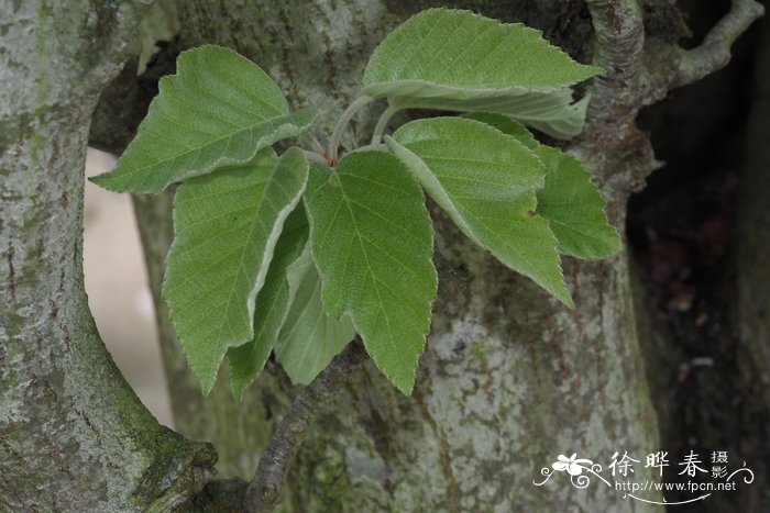 苔藓图片