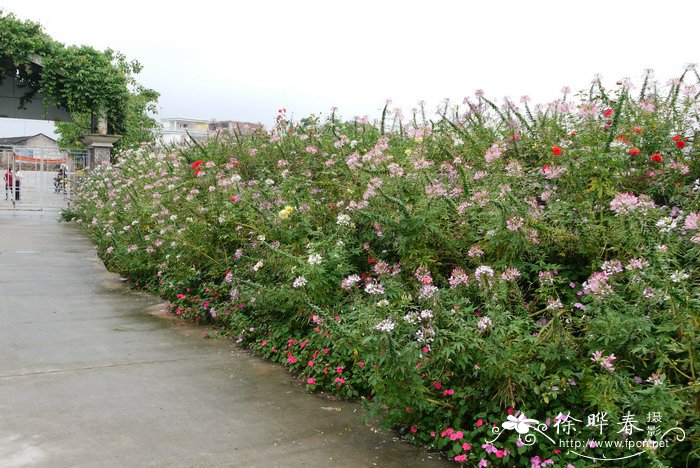 各种雏菊图片