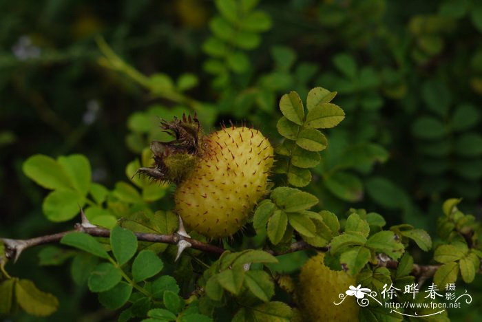 根茎类大全图片