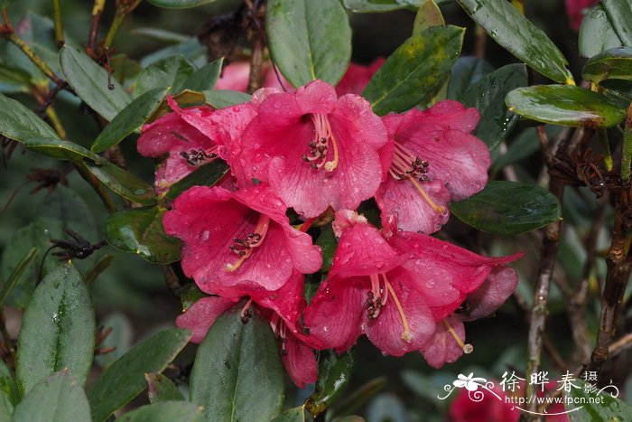 室内水培植物100种图片名称