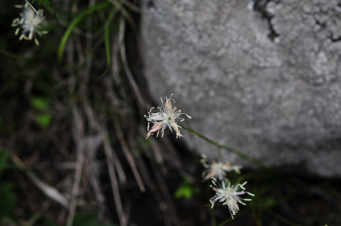 星花凤梨