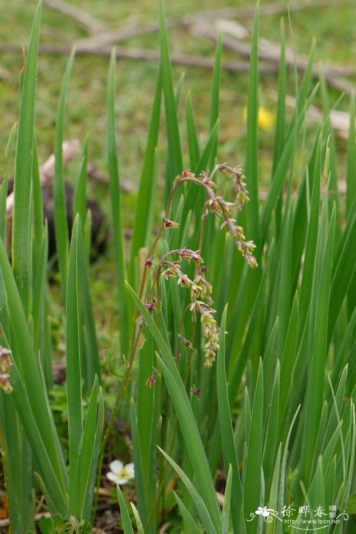 白蜡树介绍