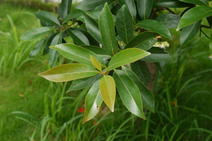 百合种植技术与栽培管理