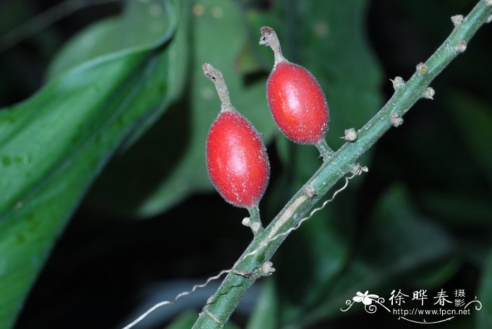 鱼腥草种植方法和技术