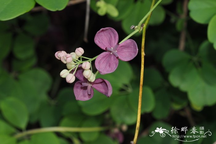 向日葵什么季节开花