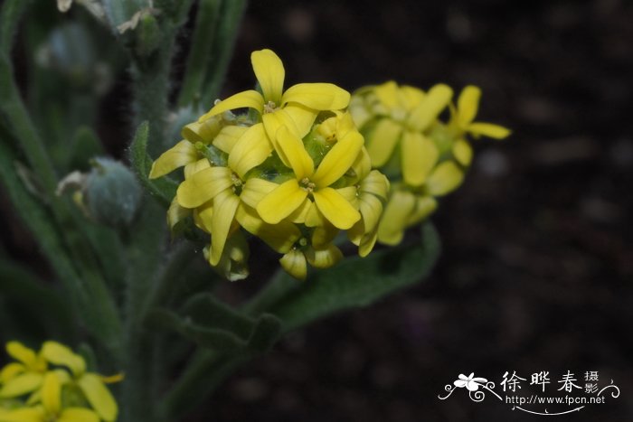 菊花在什么时候开放