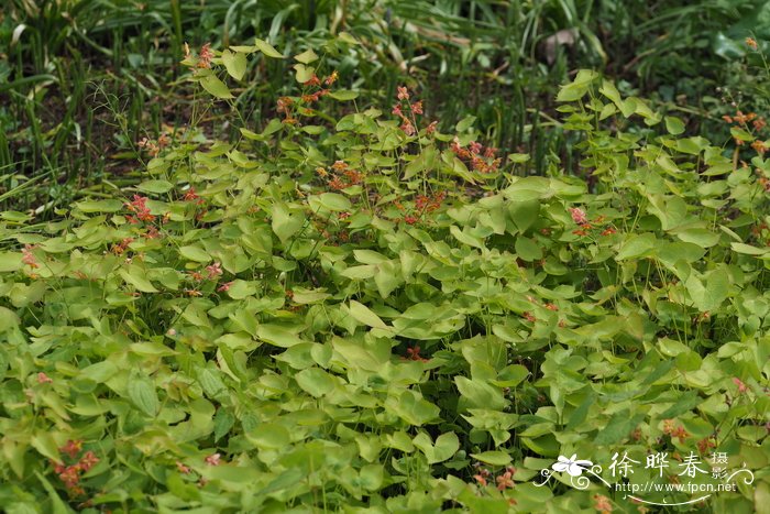 苹果花图片