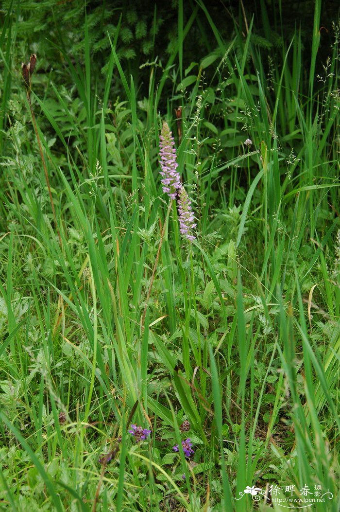 野生荠菜图片大全