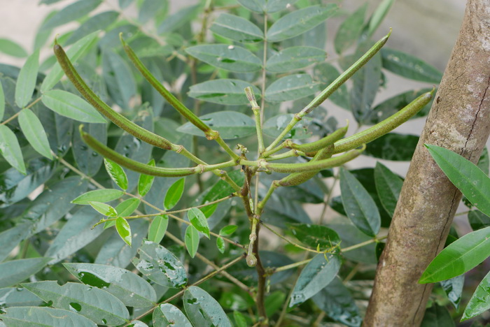 金鱼草花语寓意