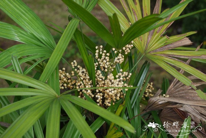 小花园设计