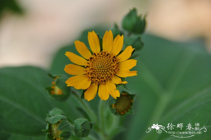 杭州的市花是什么