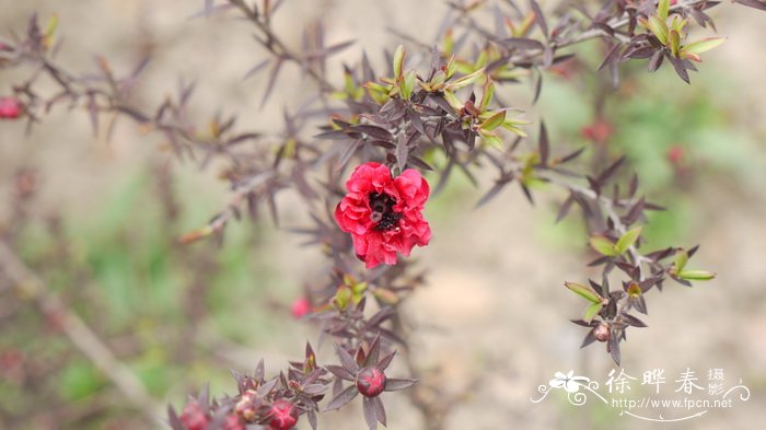 牡丹花样子