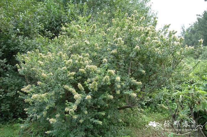 多肉植物施什么肥料好