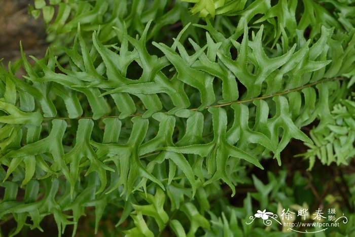 油茶树种植技术