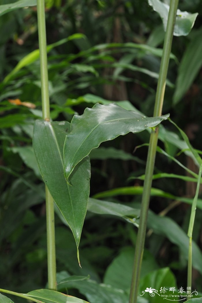 茉莉花的习性