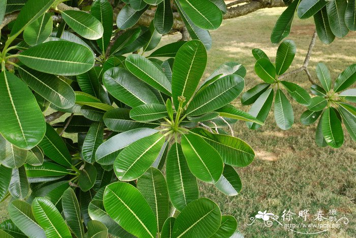 松树是被子植物还是裸子植物