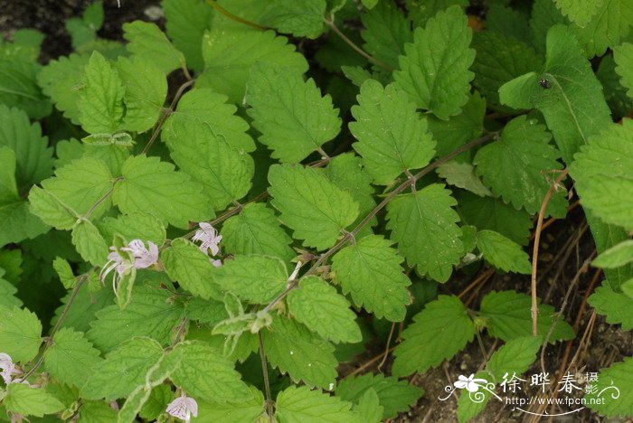 水生植物种类