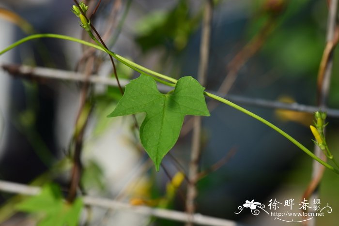 苹果什么时候开花