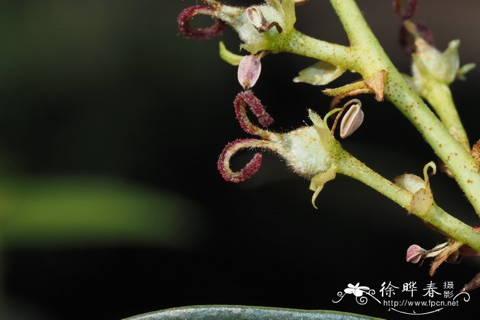 君子兰不开花是什么原因