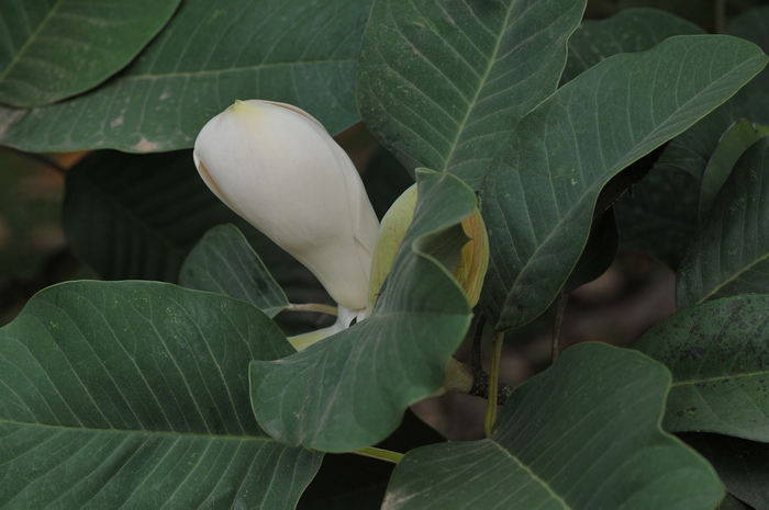 向日葵开花时间是几点