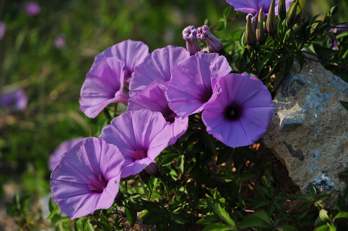 格桑花寓意