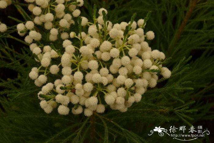 裸子植物有花和果实吗