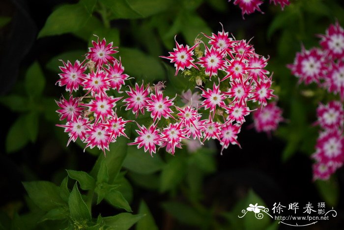 桂花树直径10公分价格