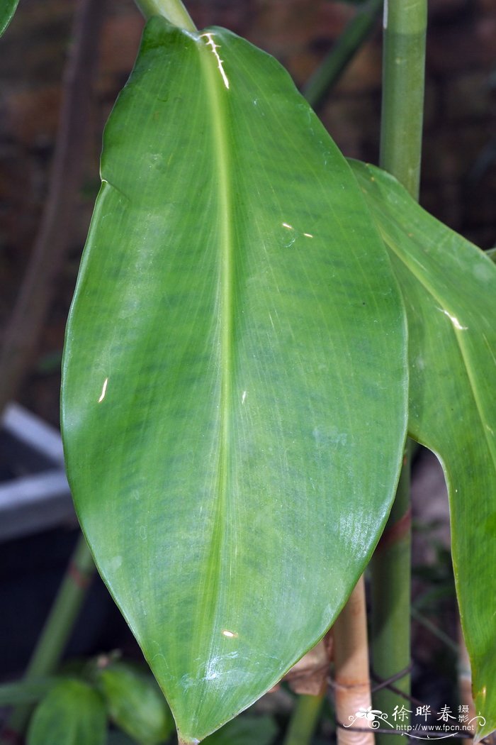 水养植物有哪些室内最好养