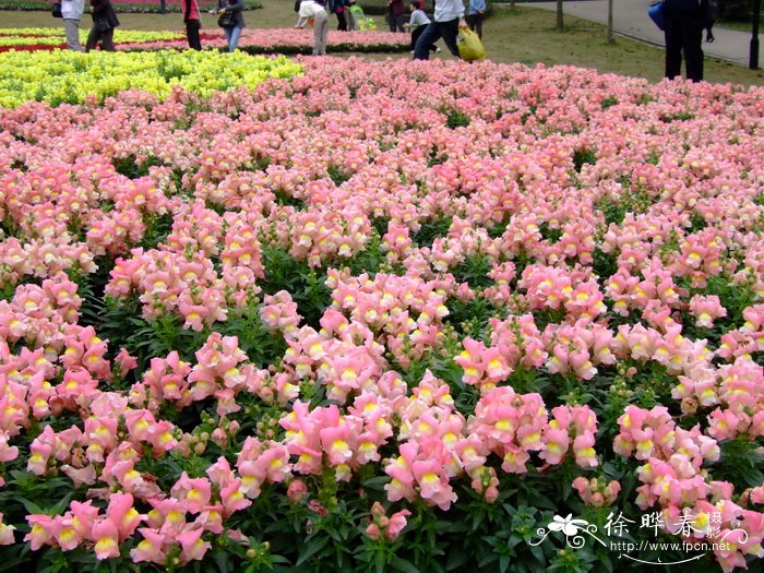 球花石斛图片